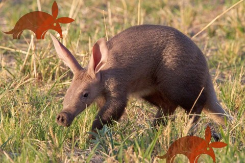 Ubuntu 17 Artful Aardvark