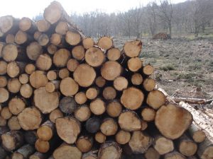 NO ESA CLASE DE "LOGS" (Foto de Ian Cunliffe bajo licencia "Creative Commons 2.0" http://www.geograph.org.uk/photo/1255602).