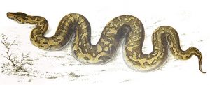 Serpiente pitón (Wikipedia https://upload.wikimedia.org/wikipedia/commons/thumb/a/ab/Python_natalensis_Smith_1840.jpg/640px-Python_natalensis_Smith_1840.jpg)