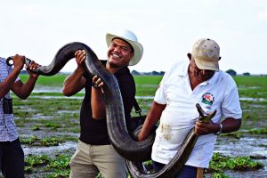 Anaconda venezolana (Wikipedia https://commons.wikimedia.org/wiki/File:Anaconda_(Eunectes_murinus)_(8990193853).jpg)