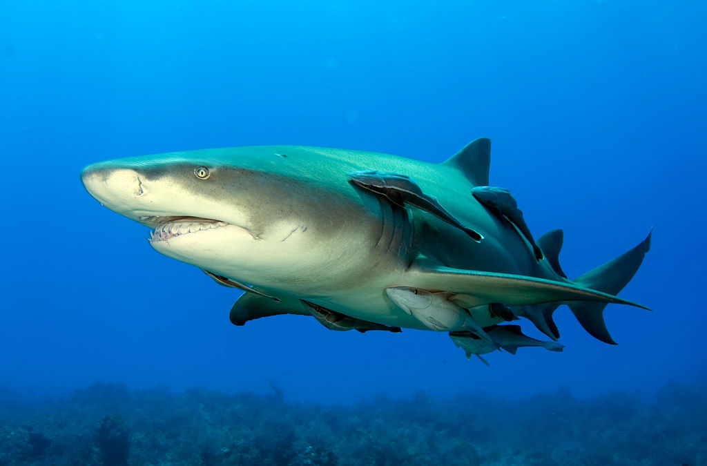 Tiburón limón con varias rémoras adosadas ( https://commons.wikimedia.org/wiki/File:Lemonshark.jpg )